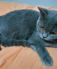 �����ֻè�ؼ����������