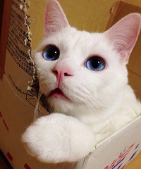 一只被日本誉为睡相最丑的猫咪,清醒的时候盛世美颜,睡着的时候