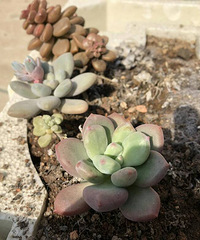 ����������õ��е㷸�档