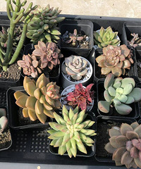 ����������õ��е㷸�档