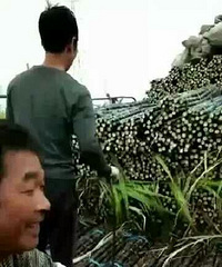"我们常吃的甘蔗都被洒了“农药”?!这样的"