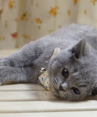 ת����ֻ��������С��è����ӭ��������è