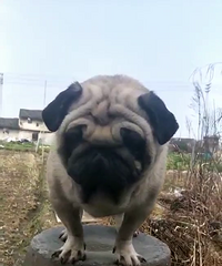 ������������Ұ�����