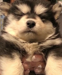 ���۾��Ͱ���˹��һ��һĸ