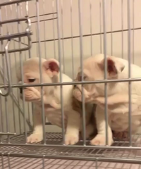 ����Ӣţһ��һĸ