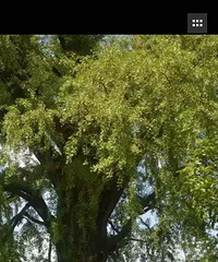 �������Ĵ��ڡ�+÷���޴����ᣡ