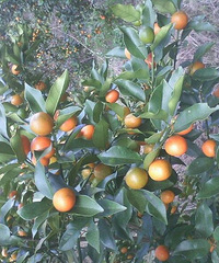 Ժ�Ž�������