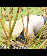 "春节,他们不回家!吃藕不忘挖藕人,他们破冰入水,一呆就是8小