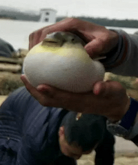 "杭州人春节家宴惊现河豚鱼!发朋友圈大赞:味道好极啦!"