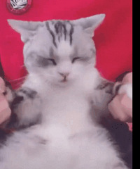 别人家的猫跳海草舞VS我家的猫!差距怎么那么大呢?