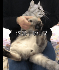 别人家的猫跳海草舞VS我家的猫!差距怎么那么大呢?
