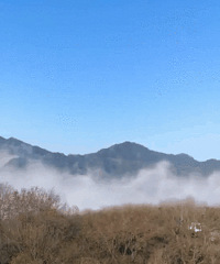 在杭州这么多年了,你看过龙井的云海吗?