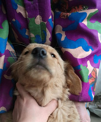 ����С��ë����