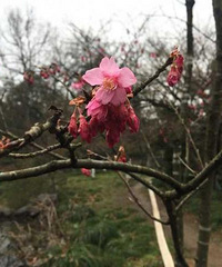 "都开花啦!西湖边山樱桃花争报春 残荷开始清理"