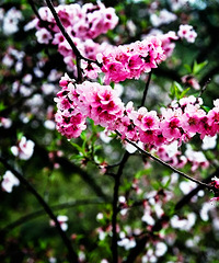 春暖林芝