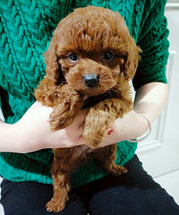 ��������̩��ѩ�����ë