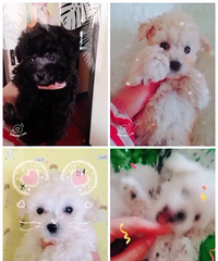 ����С��̩�����¼�