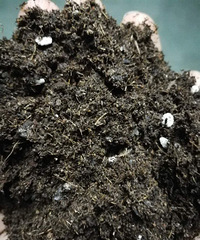 花卉土有机土腐殖土低价转卖