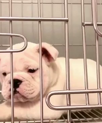 ����ȫ��Ӣţĸ 1888