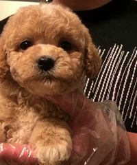 ��������̩��500һֻ