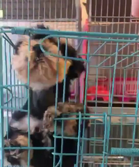 ����2���¾�Ʒѩ����ĸ 1000