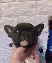 ���ۻ��߷�ţ����1200 һֻ