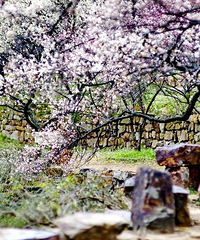 "【香约梅海】03.04 安昌古镇定向寻宝,千亩梅花暗香浮动"