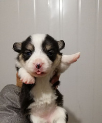 ̨�ݱ���˫ѪͳС������������