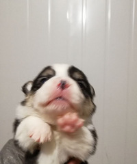 ̨�ݱ���˫ѪͳС������������