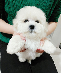 ��������̩��ѩ�����ë