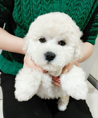 ��������̩��ѩ�����ë