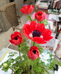 银莲花