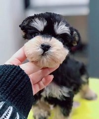 ��Ʒѩ�������� ����1200