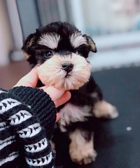 ��Ʒѩ�������� ����1200