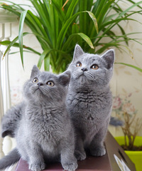 ���ۺ��ݱ��ؼ�������Ӣ��С��è