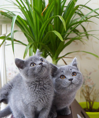 ���ۺ��ݱ��ؼ�������Ӣ��С��è