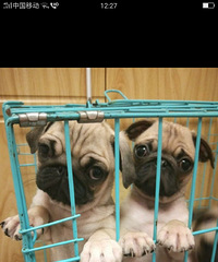 �����͸���ʮ������������Գ�����