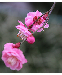 "孤山梅花"