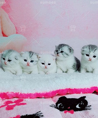 ���ؼ������߼Ӱ�������Ӱ���˾è ������