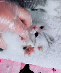 ���ؼ������߼Ӱ�������Ӱ���˾è ������