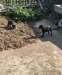 ����һֻ�����´�ĺ�ĸ�������࣬800Ԫ������̨���ٺ�