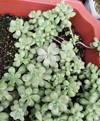 Сɹ����Ķ���