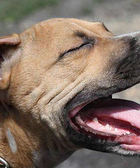 "小男孩狂犬病发作学狗叫,只能绑住在家养?微信群疯传的视频真相"