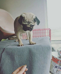 �͸�ӥ��һ��һĸ����³���