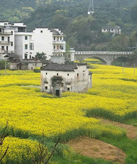 "阳春三月,一起来新安江山水画廊赏油菜花"