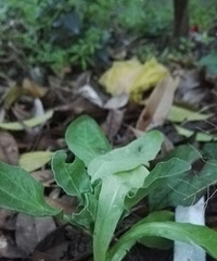 春天是播种的季节