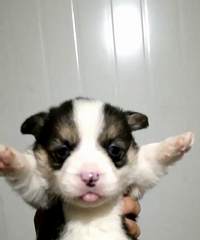 �ÿɰ���˫ѪͳС�»�����