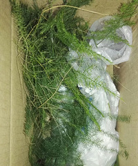 第一次给花友分享花花,真心不容易啊