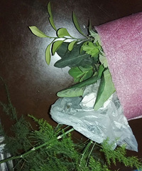 第一次给花友分享花花,真心不容易啊
