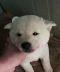 ������ɫ��Ȯ������С��